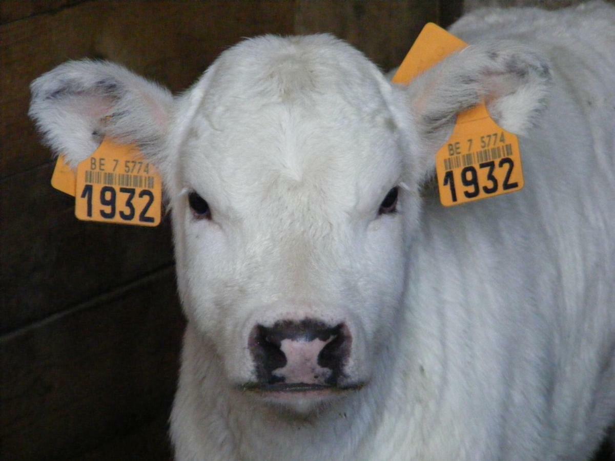 Ferme Hurlet Stavelot Εξωτερικό φωτογραφία