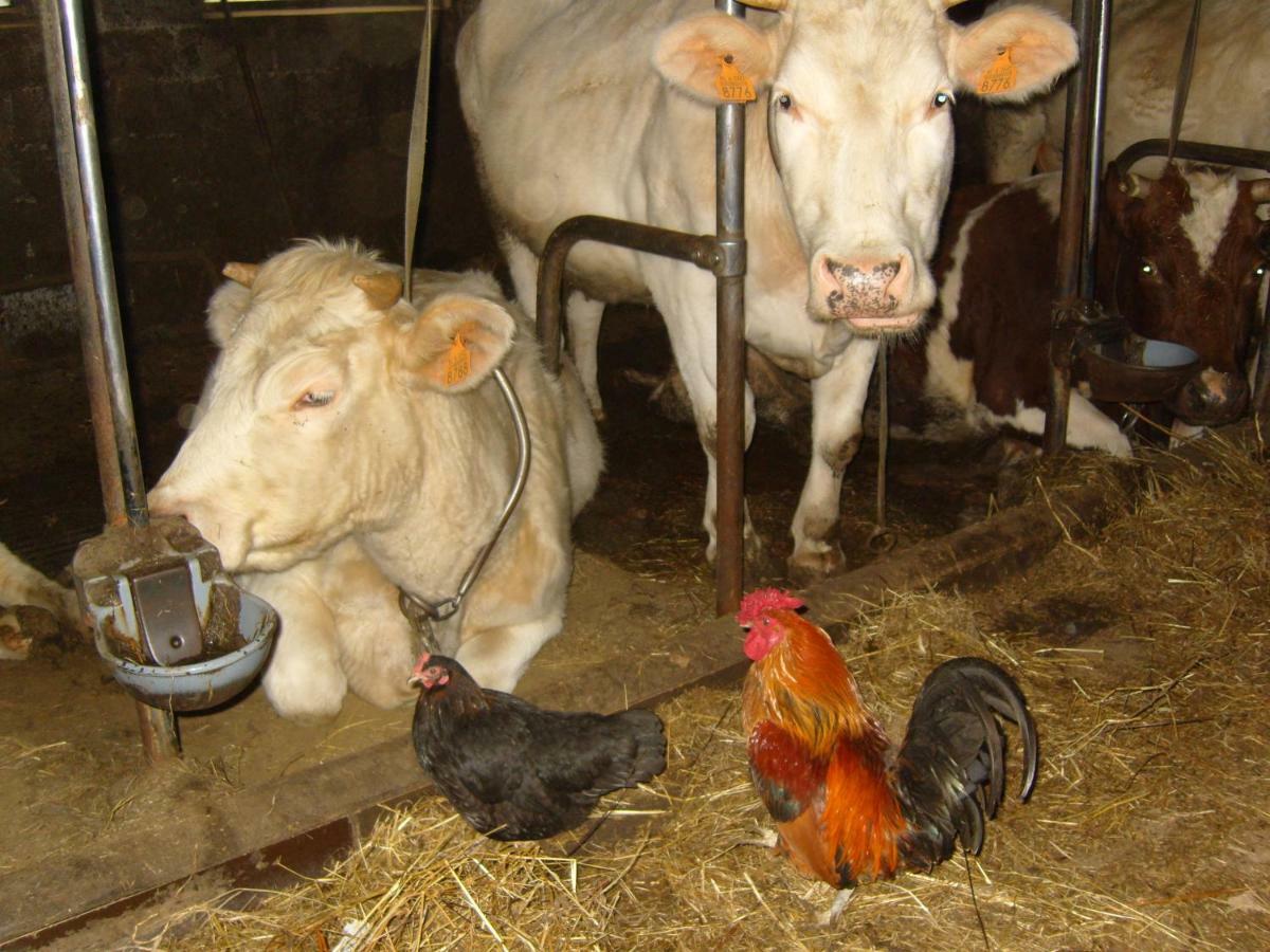 Ferme Hurlet Stavelot Εξωτερικό φωτογραφία